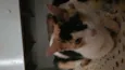 Yuki ,doce e mike