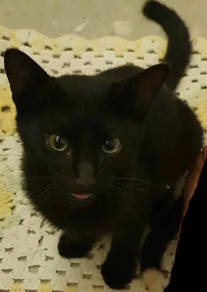 Gato ra a Vira lata idade 2 a 6 meses nome Yuki ,doce e mike