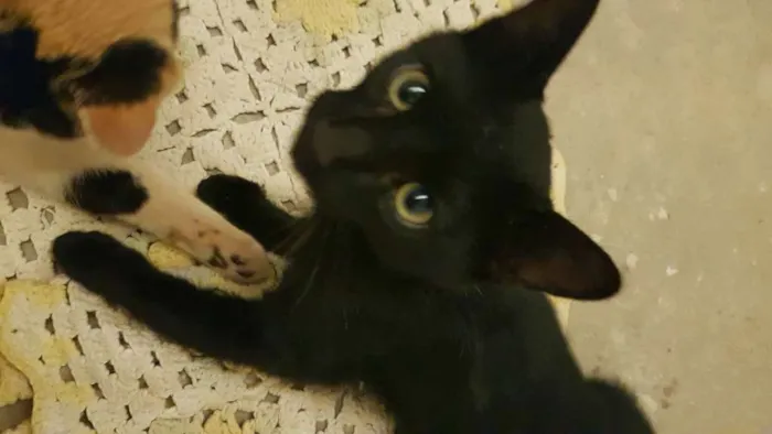 Gato ra a Vira lata idade 2 a 6 meses nome Yuki ,doce e mike