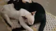 Yuki ,doce e mike