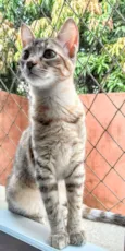 Manchinha