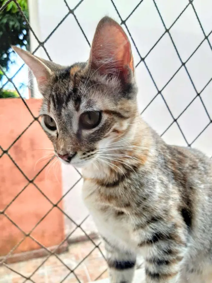 Gato ra a SRD idade 2 a 6 meses nome Manchinha