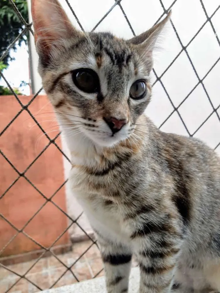 Gato ra a SRD idade 2 a 6 meses nome Manchinha