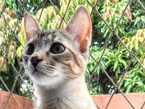 Gato ra a SRD idade 2 a 6 meses nome Manchinha