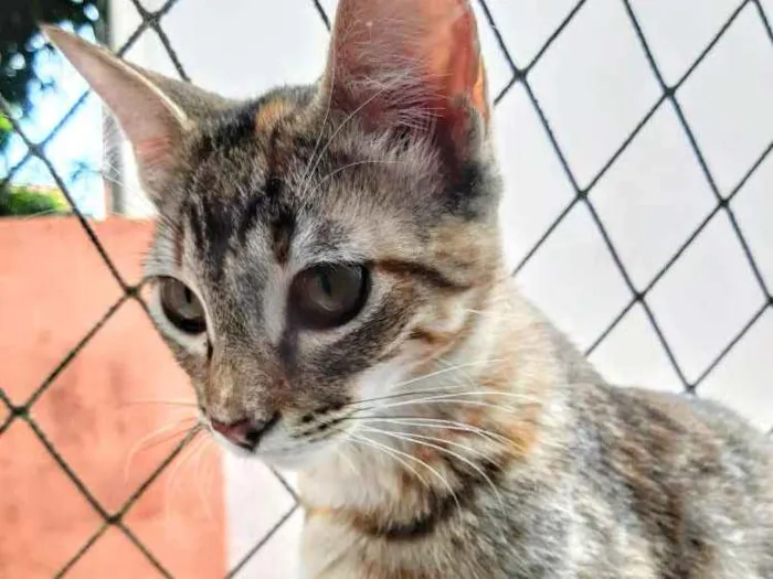 Gato ra a SRD idade 2 a 6 meses nome Manchinha