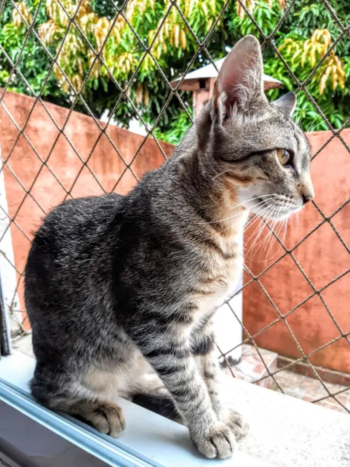 Gato ra a SRD idade 2 a 6 meses nome Fred