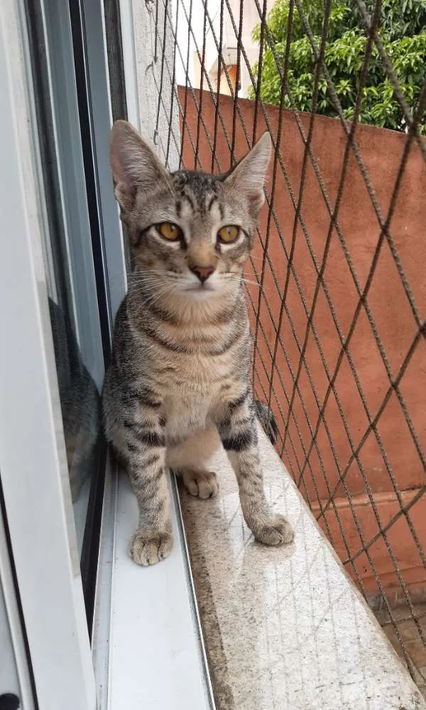 Gato ra a SRD idade 2 a 6 meses nome Fred