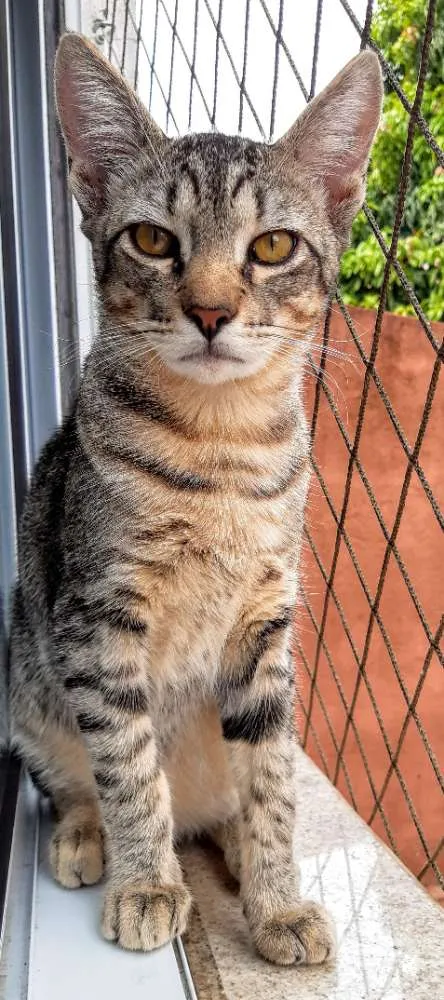 Gato ra a SRD idade 2 a 6 meses nome Fred