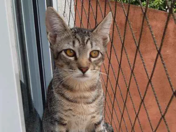 Gato ra a SRD idade 2 a 6 meses nome Fred