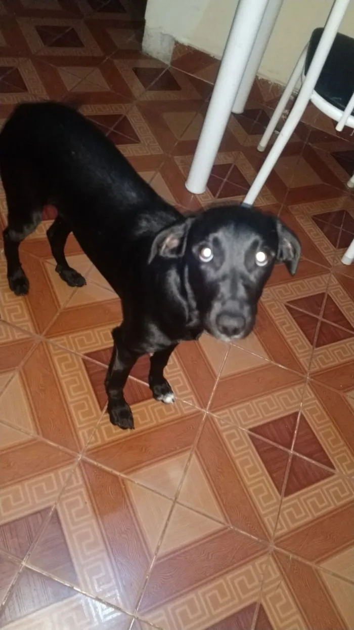 Cachorro ra a Não conheco idade 7 a 11 meses nome lua