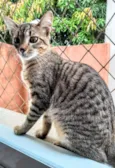 Lila
