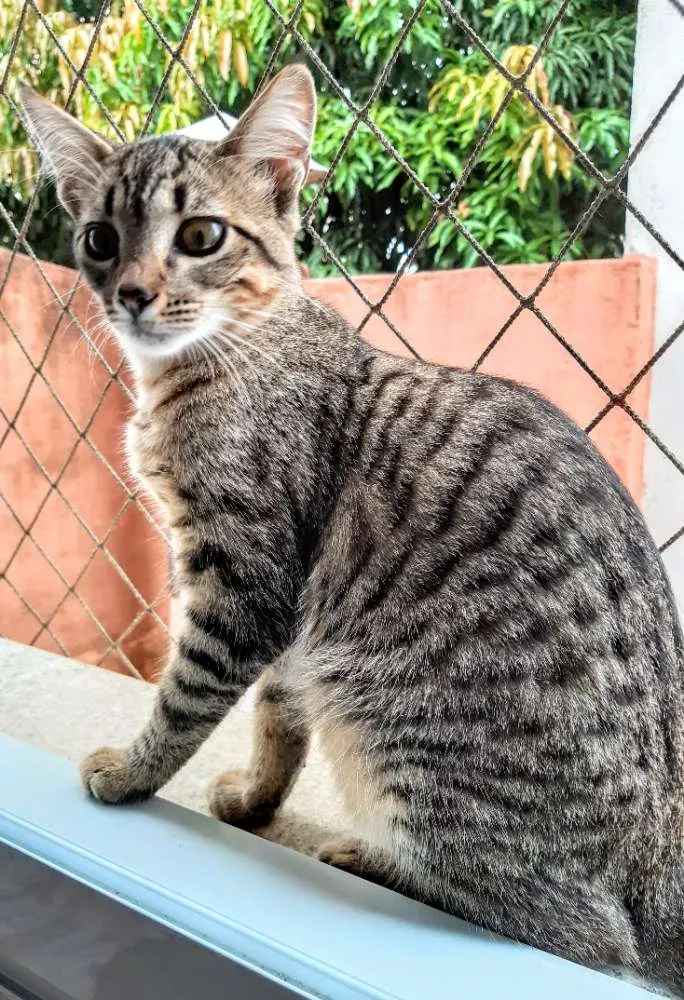 Gato ra a SRD idade 2 a 6 meses nome Lila