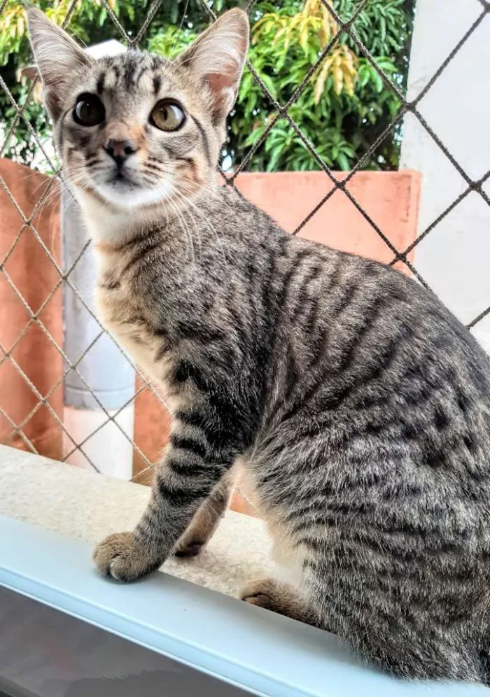 Gato ra a SRD idade 2 a 6 meses nome Lila