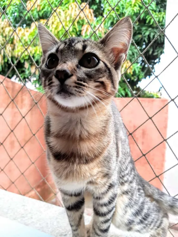 Gato ra a SRD idade 2 a 6 meses nome Lila