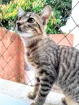 Lila