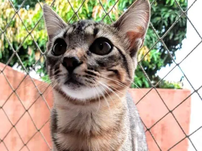 Gato ra a SRD idade 2 a 6 meses nome Lila