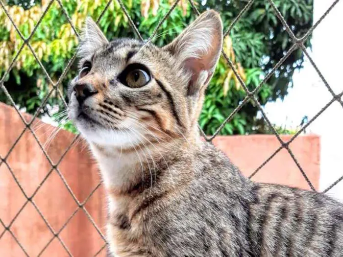 Gato ra a SRD idade 2 a 6 meses nome Lila