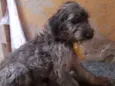 Cachorro raça Srd idade 7 a 11 meses nome HUGO