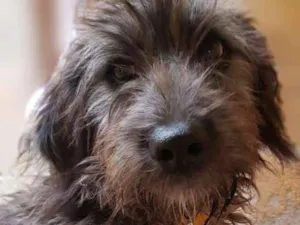 Cachorro raça Srd idade 7 a 11 meses nome HUGO