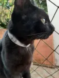 Banguela