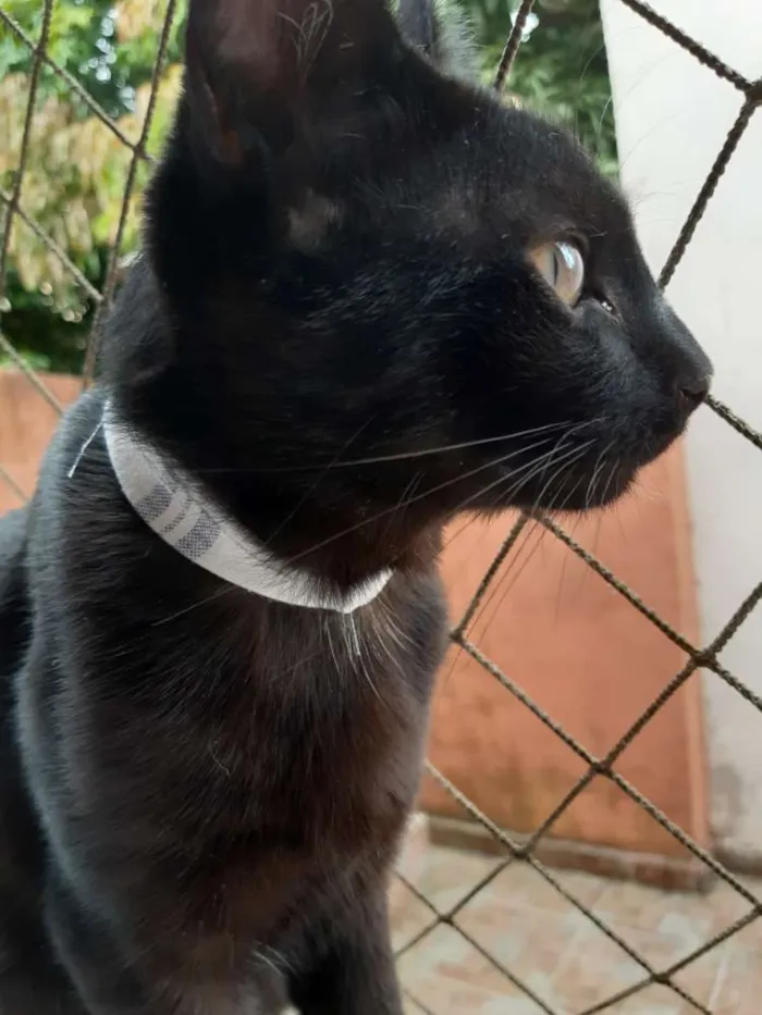 Gato ra a SRD idade 2 a 6 meses nome Banguela