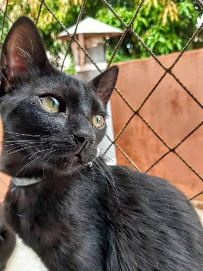 Gato ra a SRD idade 2 a 6 meses nome Banguela