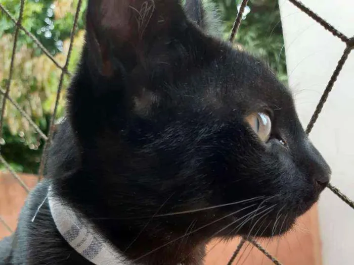 Gato ra a SRD idade 2 a 6 meses nome Banguela