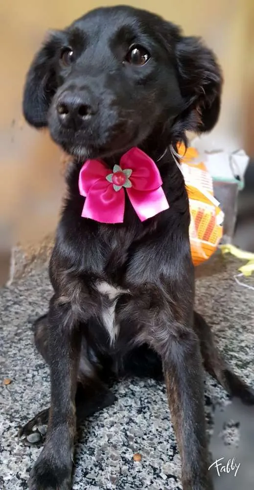Cachorro ra a Srd idade 7 a 11 meses nome Princesa