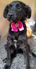 Princesa