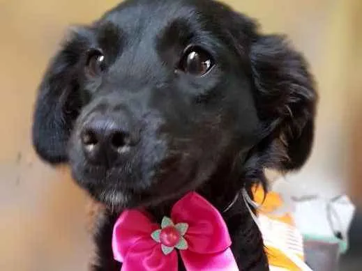 Cachorro ra a Srd idade 7 a 11 meses nome Princesa