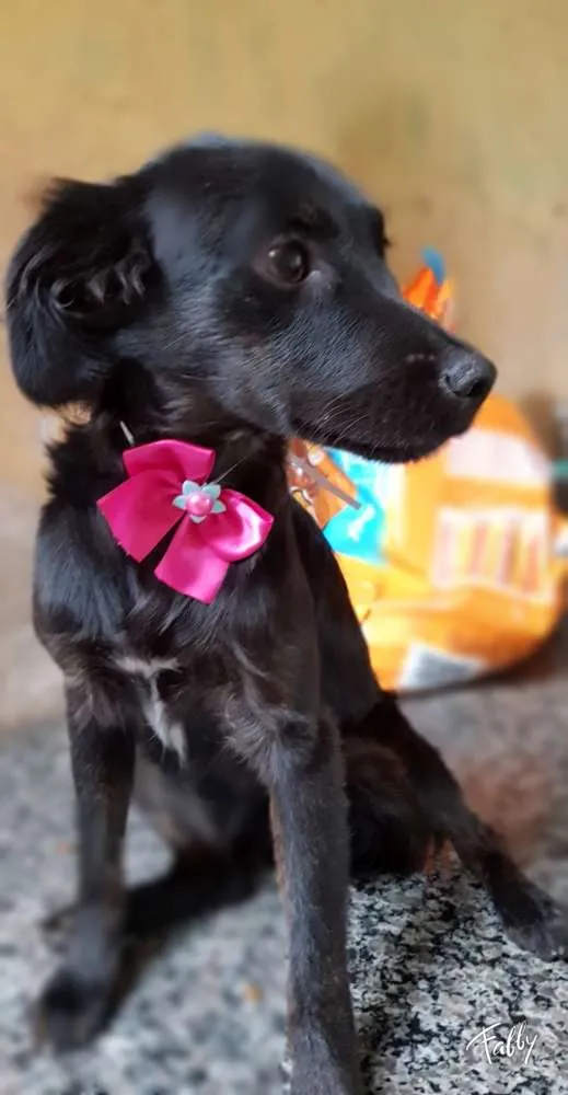 Cachorro ra a Srd idade 7 a 11 meses nome Princesa