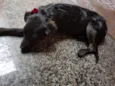 Princesa