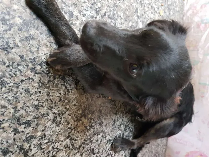 Cachorro ra a Srd idade 7 a 11 meses nome Princesa