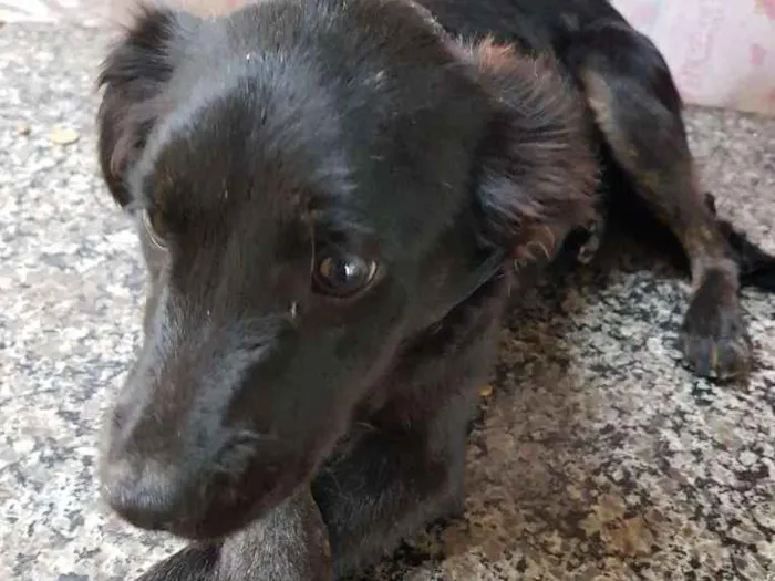 Cachorro ra a Srd idade 7 a 11 meses nome Princesa