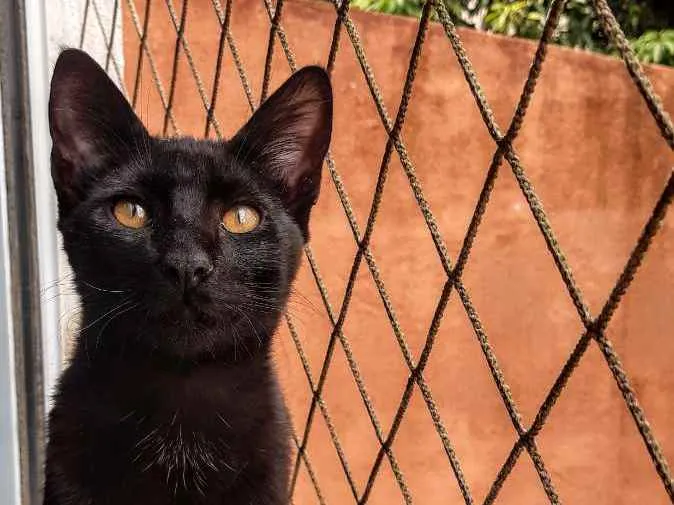 Gato ra a SRD idade 2 a 6 meses nome Pantera