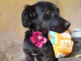 Princesa