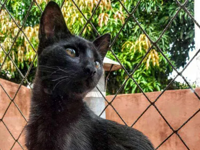 Gato ra a SRD idade 2 a 6 meses nome Pantera