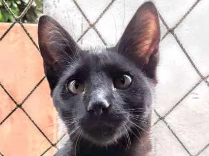 Gato ra a SRD idade 2 a 6 meses nome Pantera