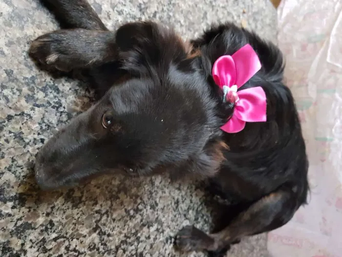 Cachorro ra a Srd idade 7 a 11 meses nome Princesa
