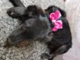 Princesa