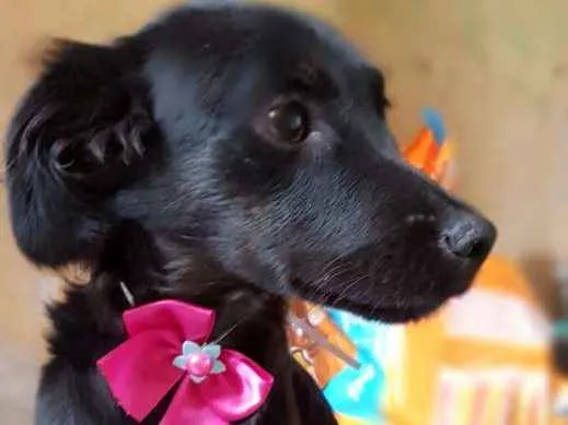Cachorro ra a Srd idade 7 a 11 meses nome Princesa