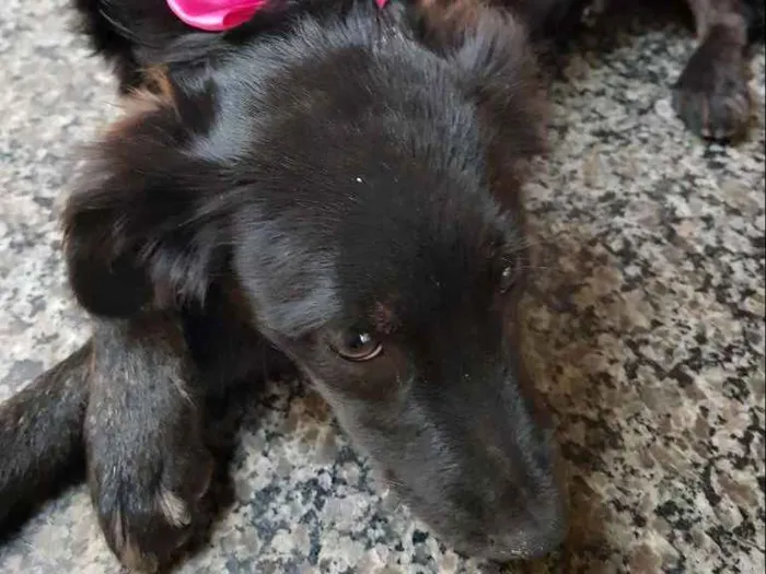 Cachorro ra a Srd idade 7 a 11 meses nome Princesa