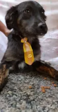 Vitório