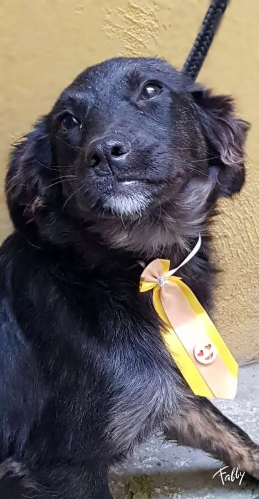 Cachorro ra a Srd idade 7 a 11 meses nome Vitório 