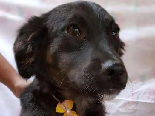 Cachorro ra a Srd idade 7 a 11 meses nome Vitório 