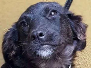 Cachorro raça Srd idade 7 a 11 meses nome Vitório 
