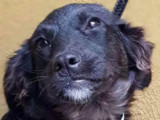 Cachorro ra a Srd idade 7 a 11 meses nome Vitório 