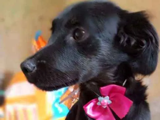 Cachorro ra a Srd idade 7 a 11 meses nome Princesa