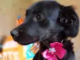 Princesa