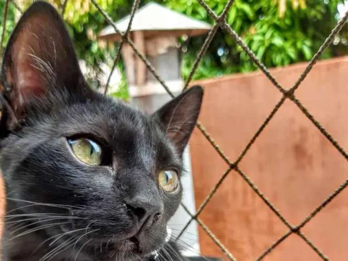 Gato ra a SRD idade 2 a 6 meses nome Banguela